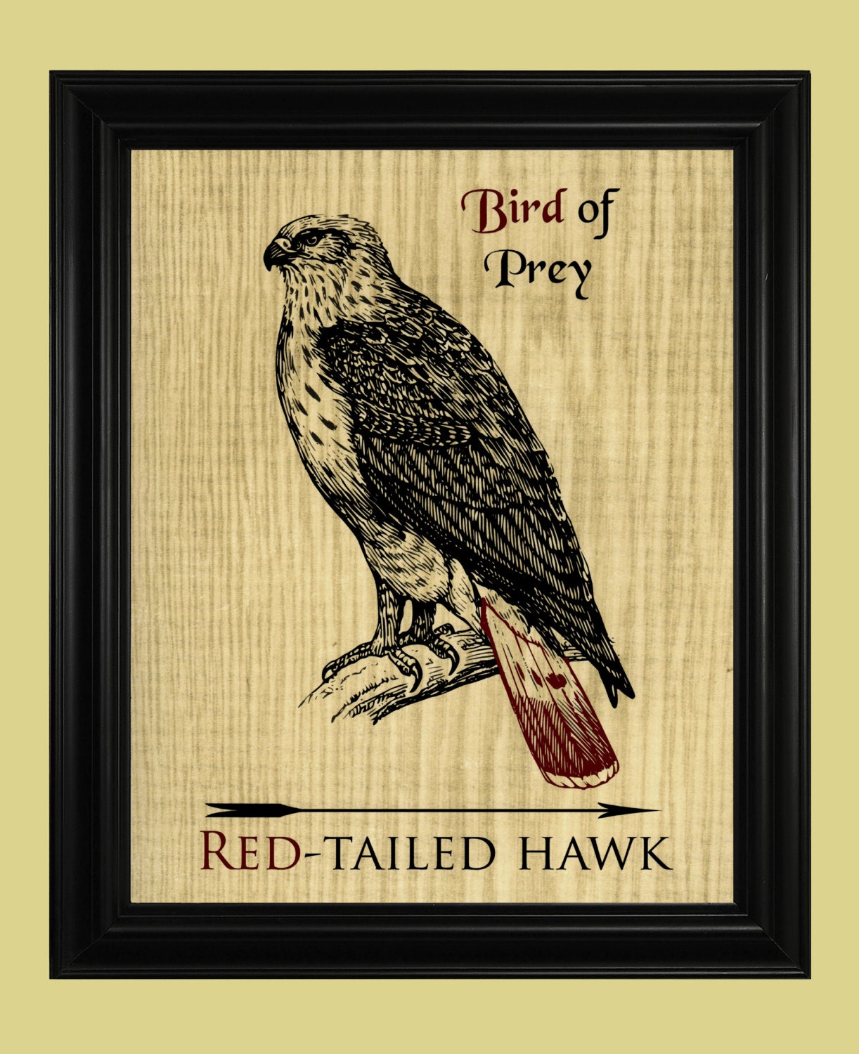 Download Red Tailed Hawk Print Bird of Prey Poster Detailed Hawk