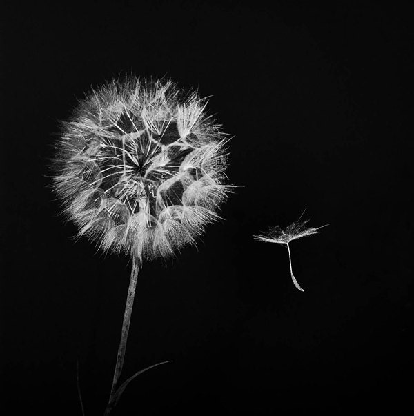 Dandelion Wall Art, Dandelion Photograph, Fine Art Print, Black, White