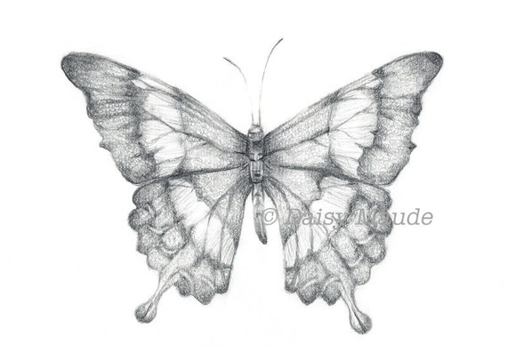 Items similar to Butterfly - Delicate Pencil Graphite Drawing ...