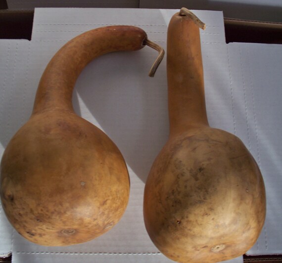 Two Dried Short Handle Dipper gourds for crafts by JDsGourds