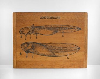 original pencil drawing, tadpole drawing, original natural history drawing, antique bread board, bread board