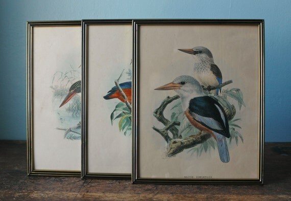 Set of 3 Bird Prints Each Picture Framed Bird Birds Tropical