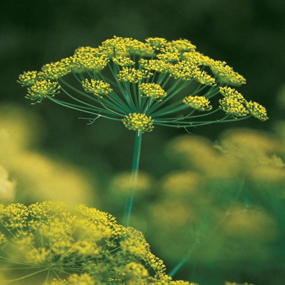 Dill Mammoth Long Island Vegetable Seeds by UnderTheSunSeeds