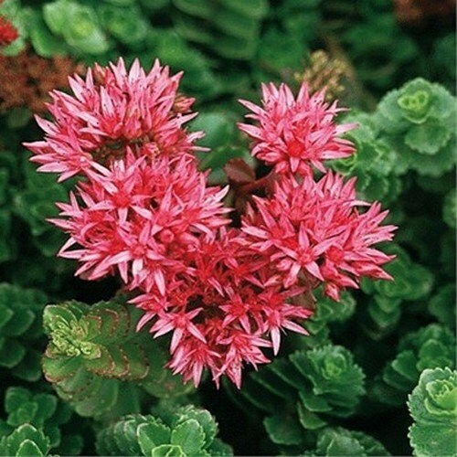 Sedum Summer Glory Succulent Seeds Sedum Spurium 50Seeds