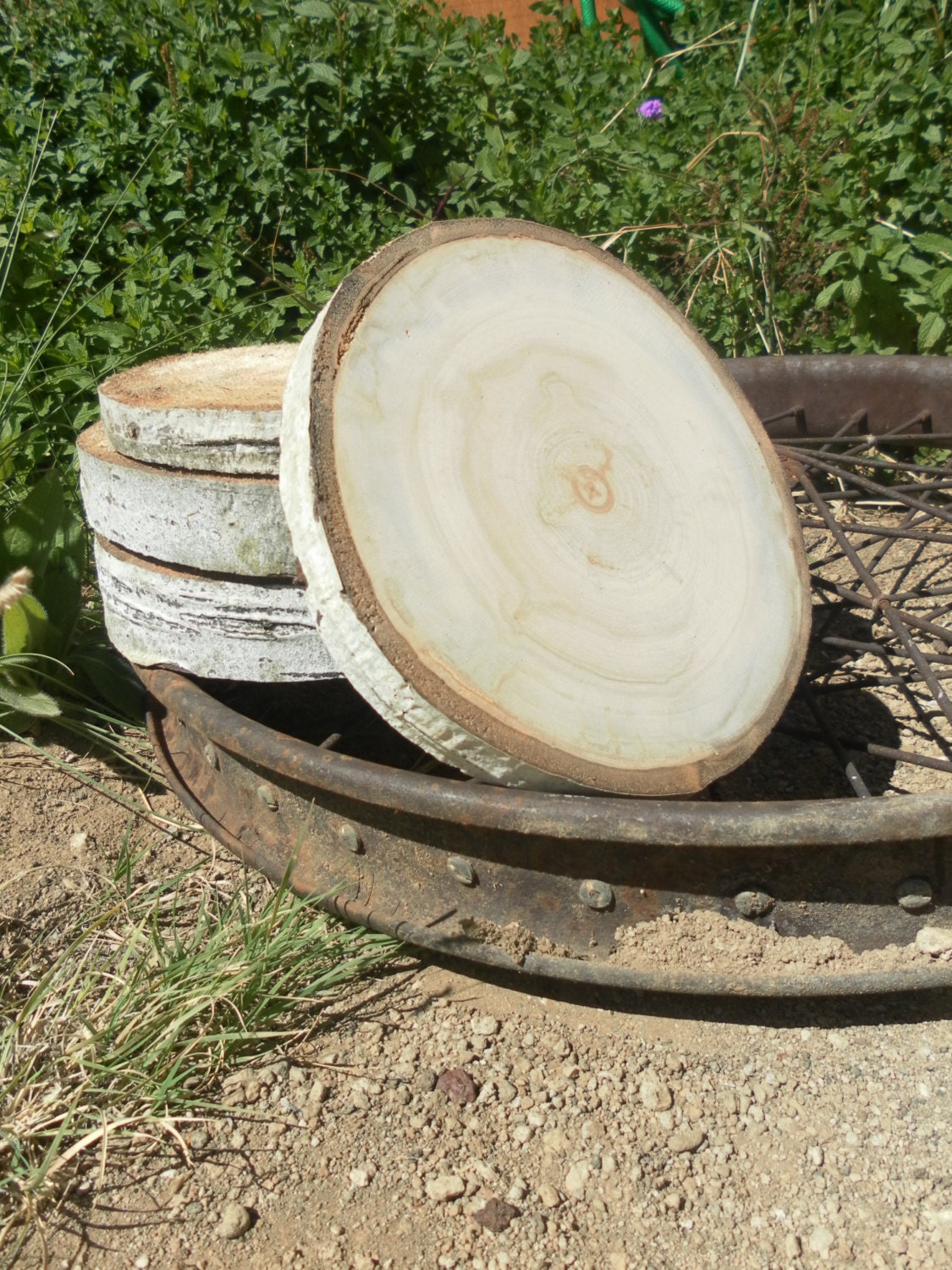 Large Aspen Tree Slice - 7 inch to 8 inch - 1 inch thick - Rustic Wedding Decor, Cake Stand, Charger, Wedding Centerpiece, Wood Slab