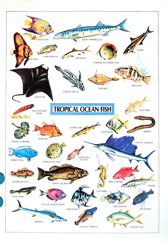 Vintage Dictionary Print Tropical Birds Tropical Ocean Fish