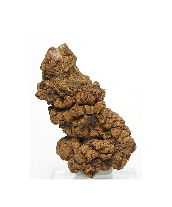 coprolite value