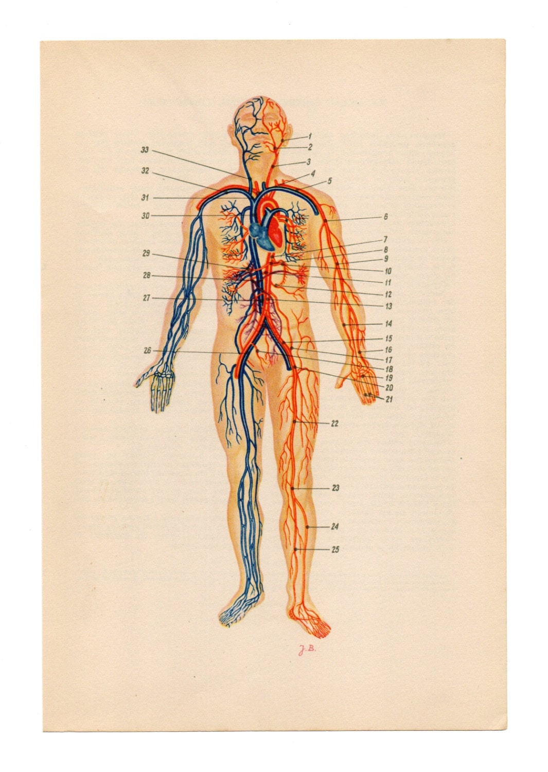 2 Vintage Anatomical Prints eye heart blood Medical Diagrams