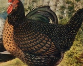 Antique print.1902.Poultry.111 years old print.Antique book plate.Old poultry print.Vintage print.10,5x8,2 inches.Vintage poster.