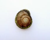 Natural Brown Snail Shell Pendant or Brooch with forest green crochet bezel, Crochet jewellery, Snail jewellery