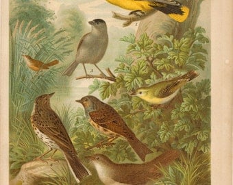 1893 Antique BIRD print, lovely Songbirds in the forest