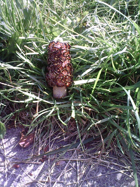 Items similar to Lifelike 3D beaded morel mushroom stashchain