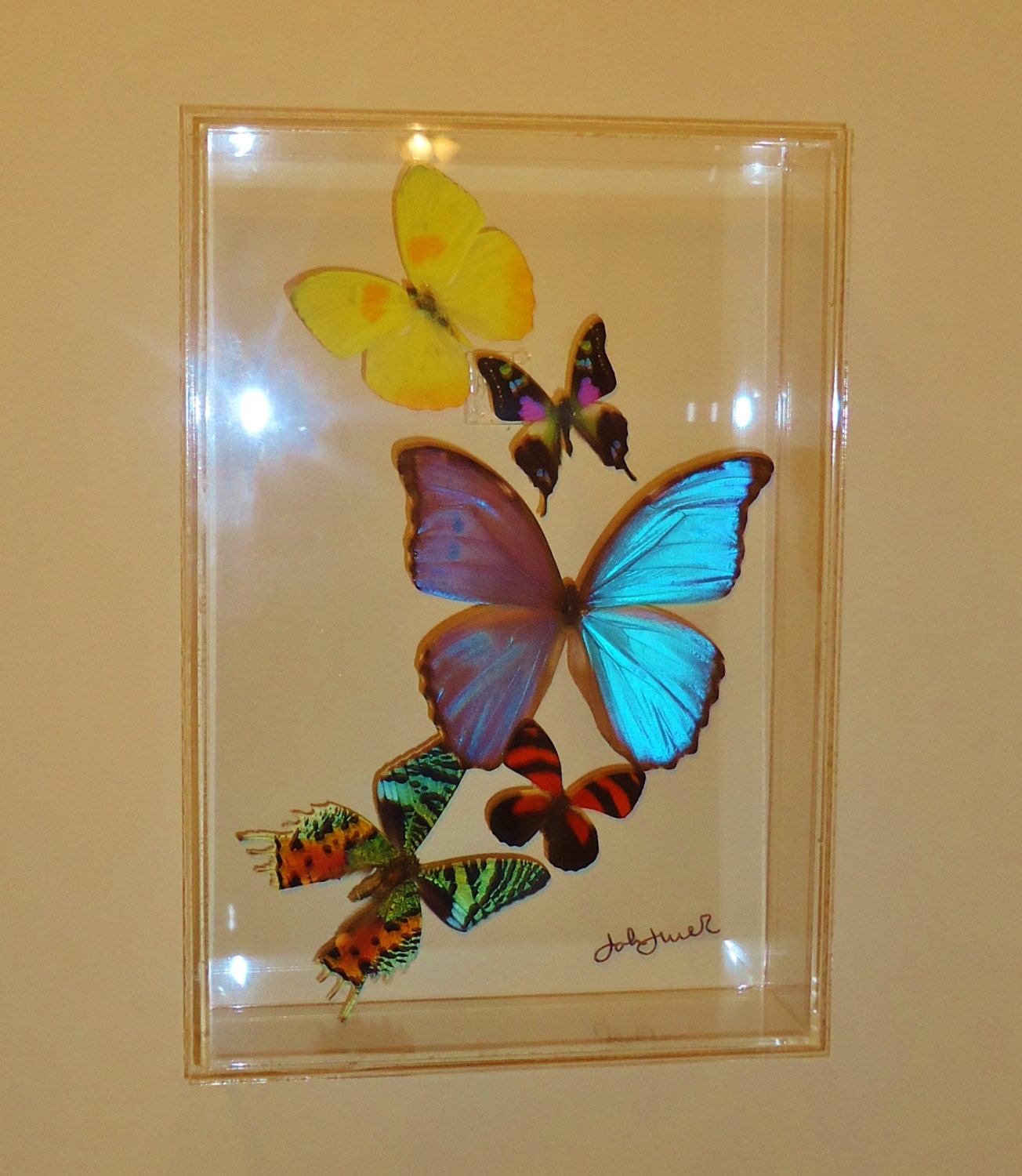 butterfly display framed butterflies mounted butterflies