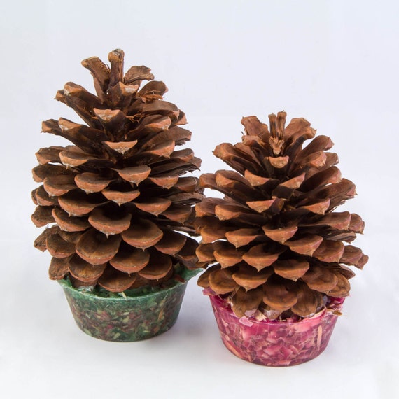 scented pine cone fire starters cinnamon by midnightscentworks scented pine cone fire starters cinnamon by midnightscentworks