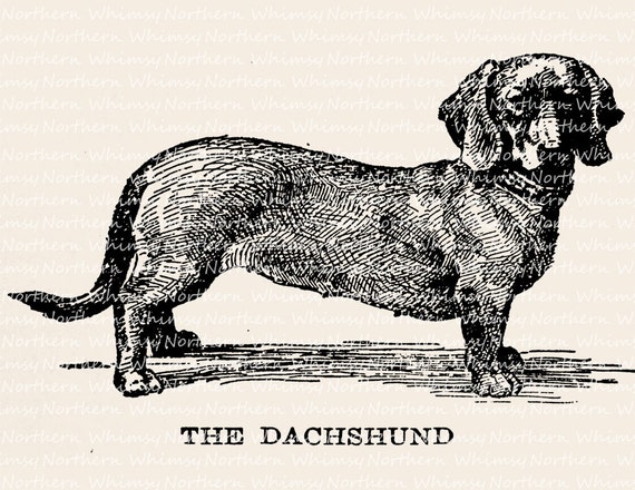 Line Drawing Dachshund : Dog clip art dachshund vintage dachschund
