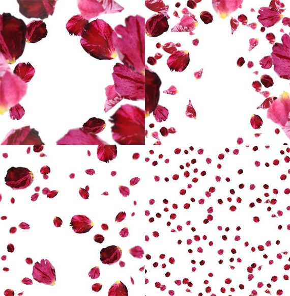 4 PNG Rose Flower Petals Falling Overlays