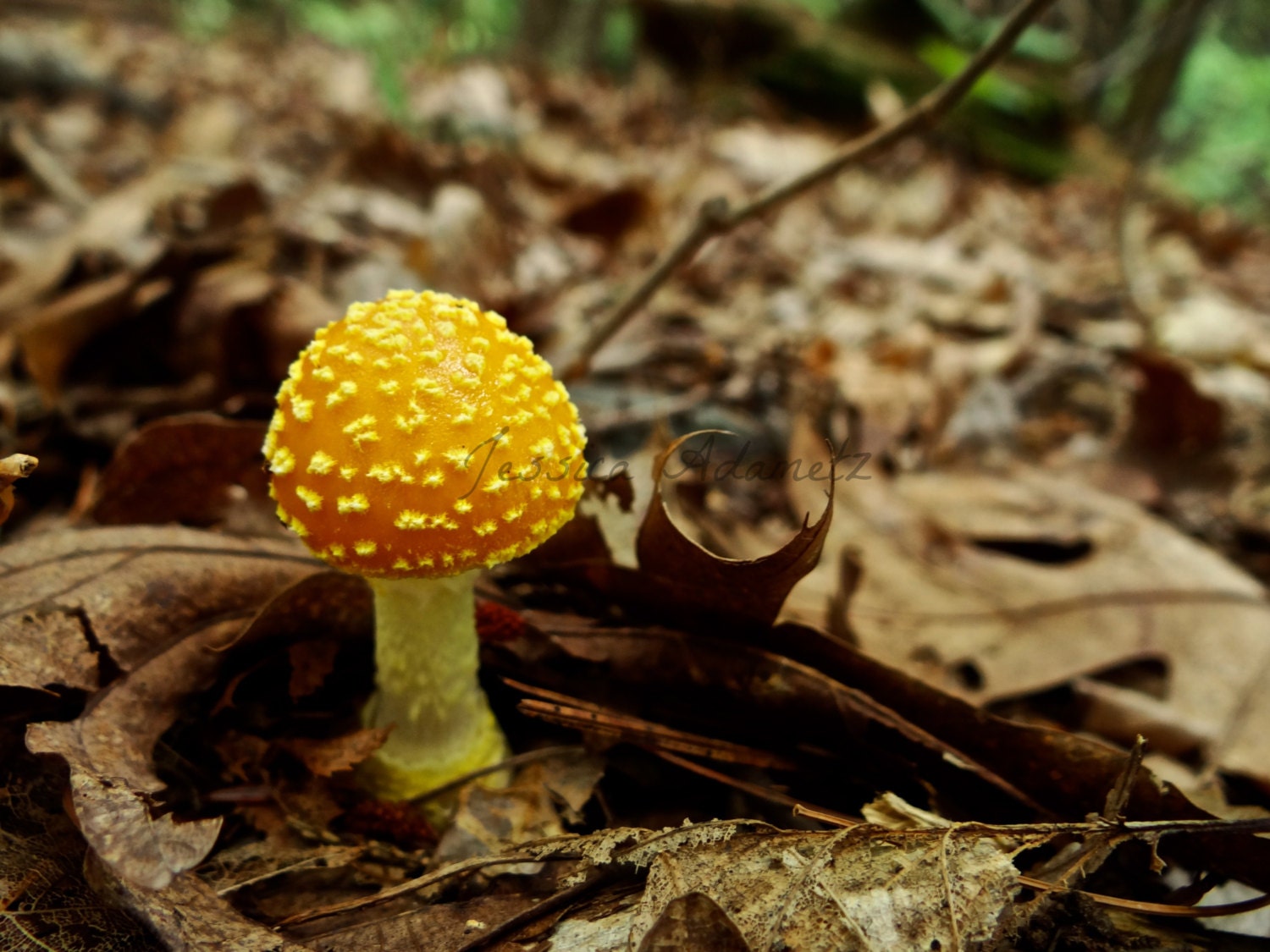Little Yellow Patches Cap Mushroom Photo Mushroom by TheArtOfEarth
