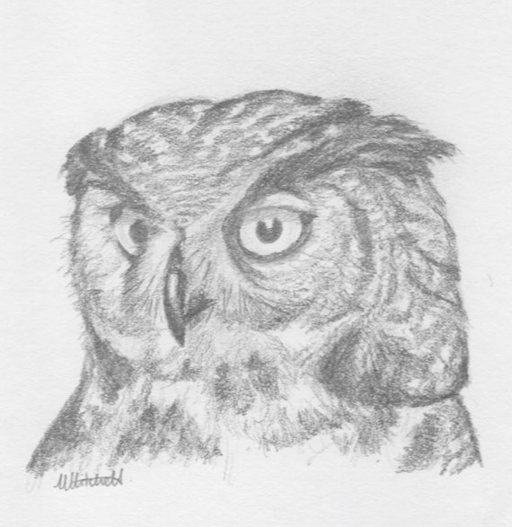 Items similar to Pencil drawing of Great Horned Owl - original in mount ...