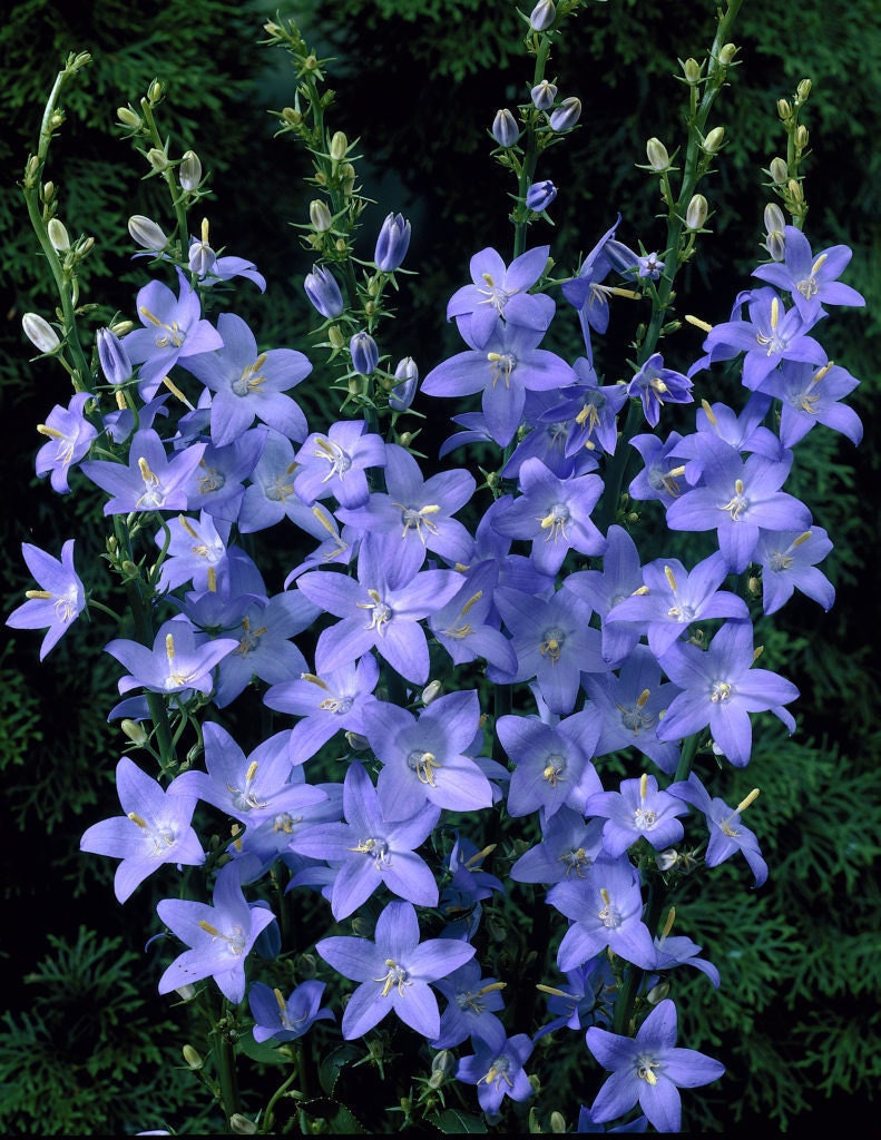 Chimney Bellflower Perennial 50 Count Seed by BilliesBloomers