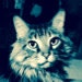 Tia Crazycatlove