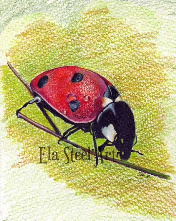 LADYBUG PRINT 8x10 of a colored pencil drawing by Ela Steel