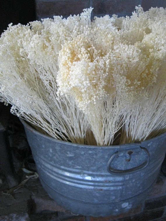 GYPSY BLOOM DRiED FLoWER Bunches Bleached