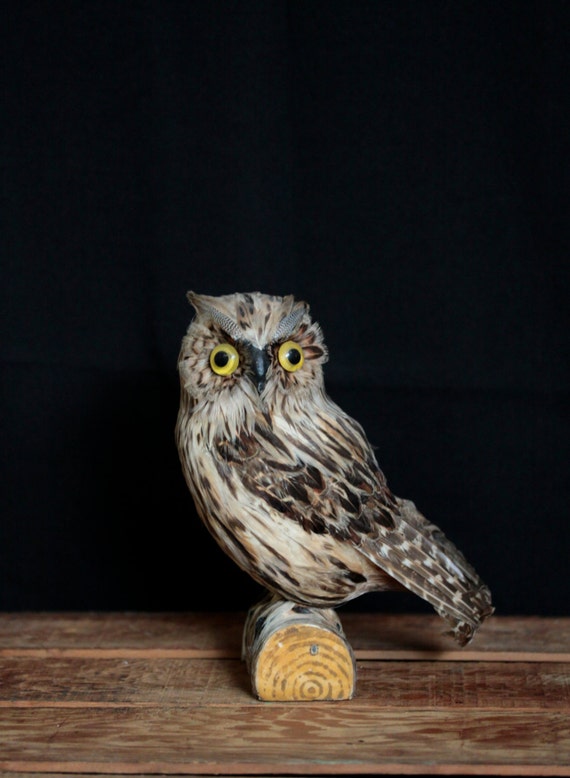 stuffed owl taxidermy