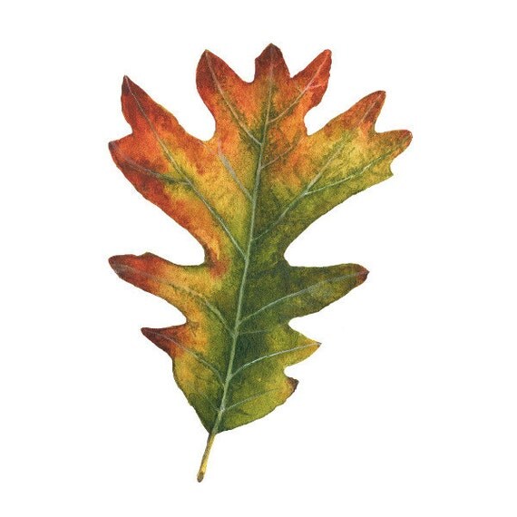 Fall Leaf Art Print of White Oak by SaylorWolfWatercolor on Etsy