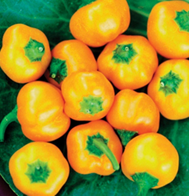 Yellow Mini Bell Sweet Pepper Seeds Heirloom Non GMO