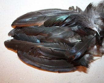 Chicken Feathers - Natural - Beautiful