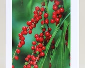SALE Australian Christmas Card, Botanical Photography Print, Nature Lovers