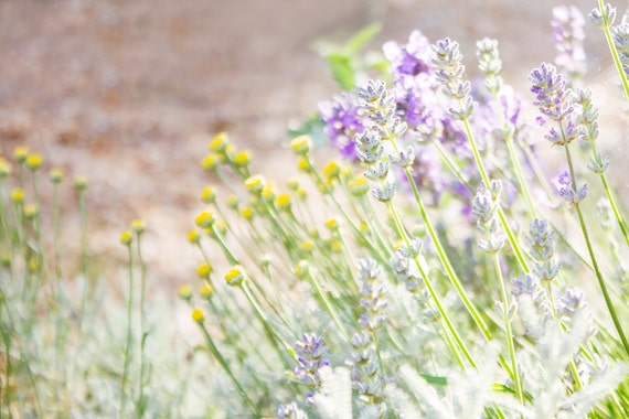 Lavender Flowers Photograph
