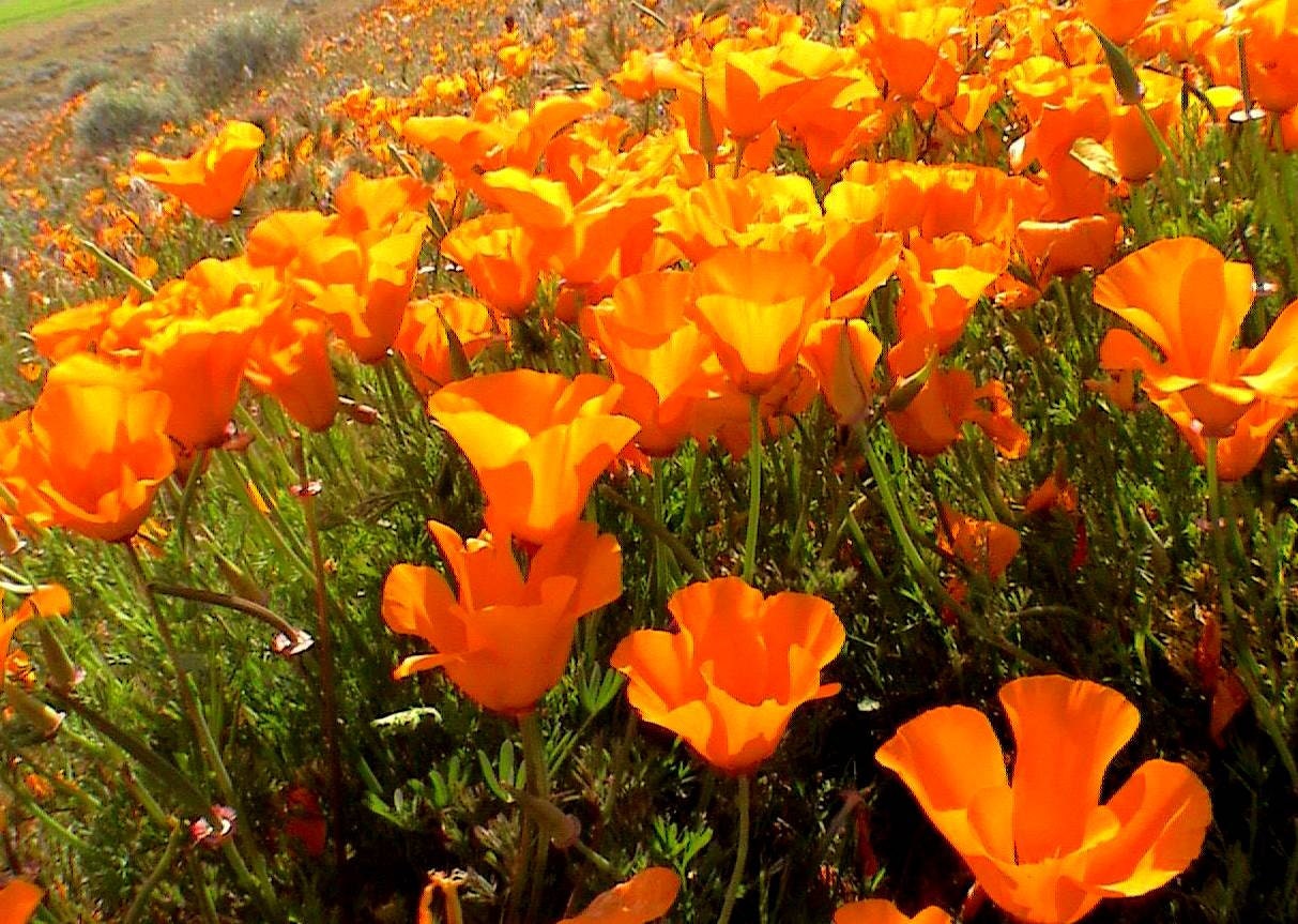 75 California Poppy Seeds Orange Orange Poppy by BeanAcresSeeds