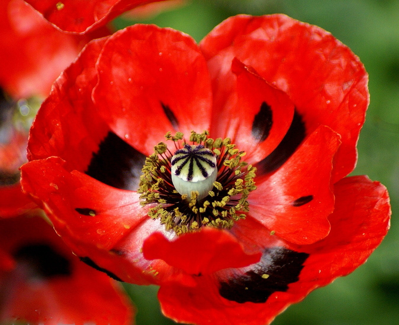 100 Poppy Seeds Red Corn or Flander's Field Heirloom