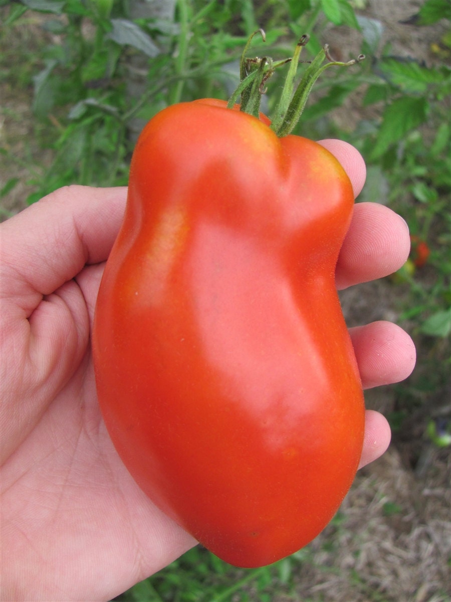 Organic Opalka Tomato Seed Aka Polish Torpedo Non Gmo Grown