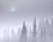 THE NATURE COLLECTION, fog, forest, glow, cool, mist, silhouette, Mt. Rainier, Washington, monochrome, cabin, rustic, treel, winter, pine