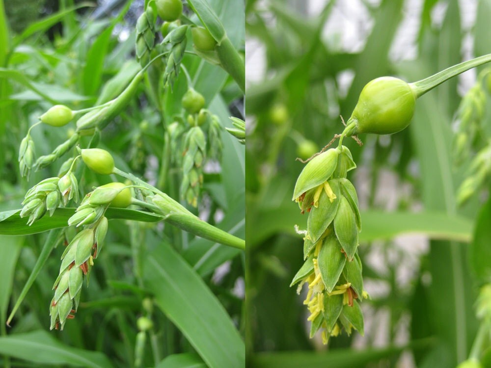 BIG SALE Job�s Tears SEED For Planting Coix