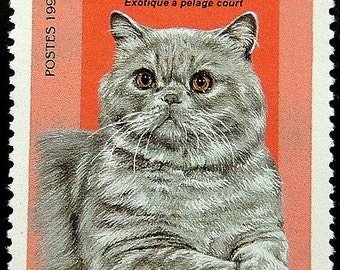 Exotic Shorthair Exotique a pelage court Cat -Handmade Framed Postage Stamp Art 17342