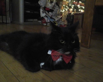 Fancy white cat collar with red bow tie