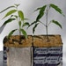 Lychee Litchi Tree Plant Seedling 2 Pk - Fast Ship From FL Certified Nursery!
