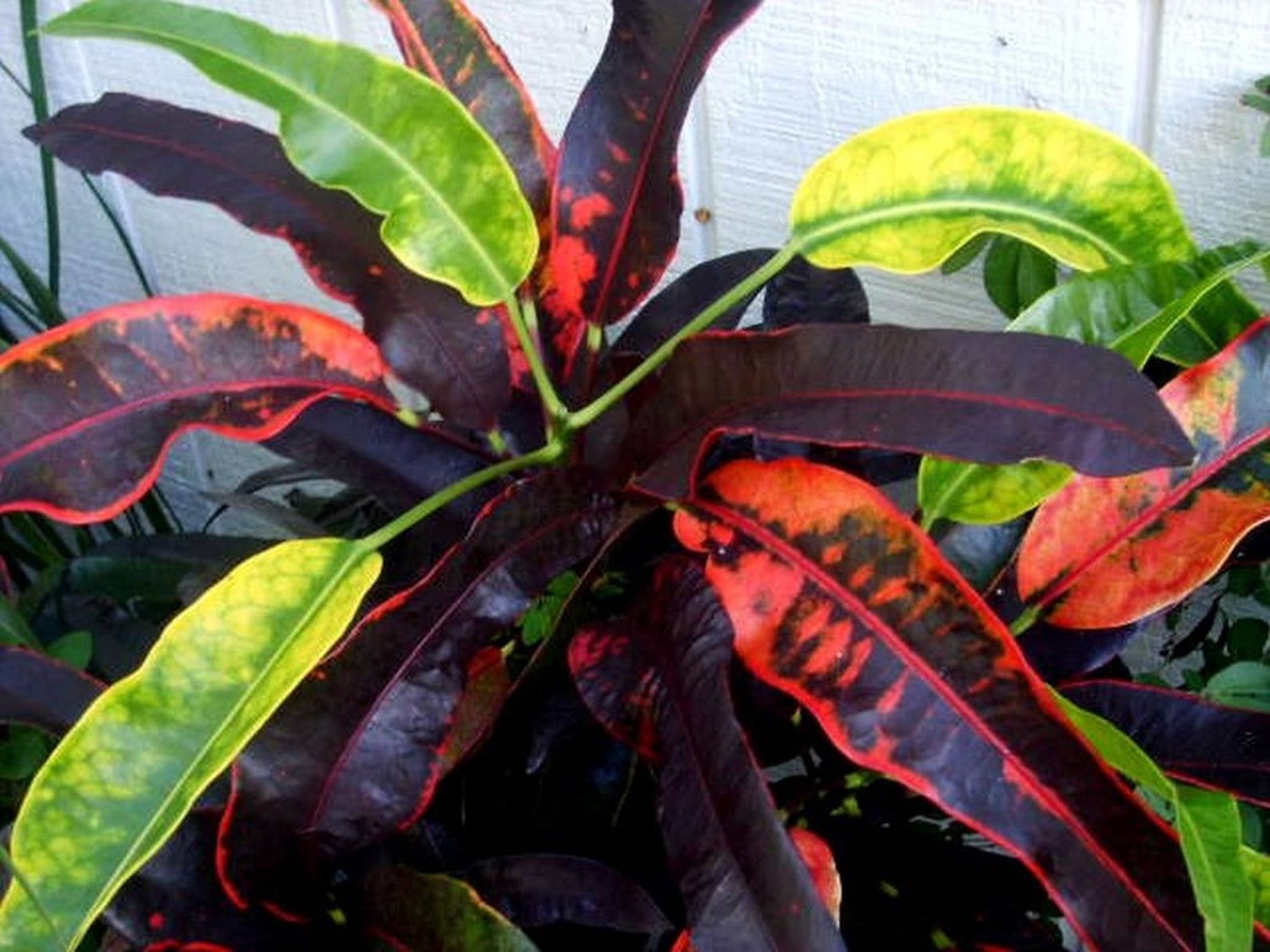 Red croton plant Idea