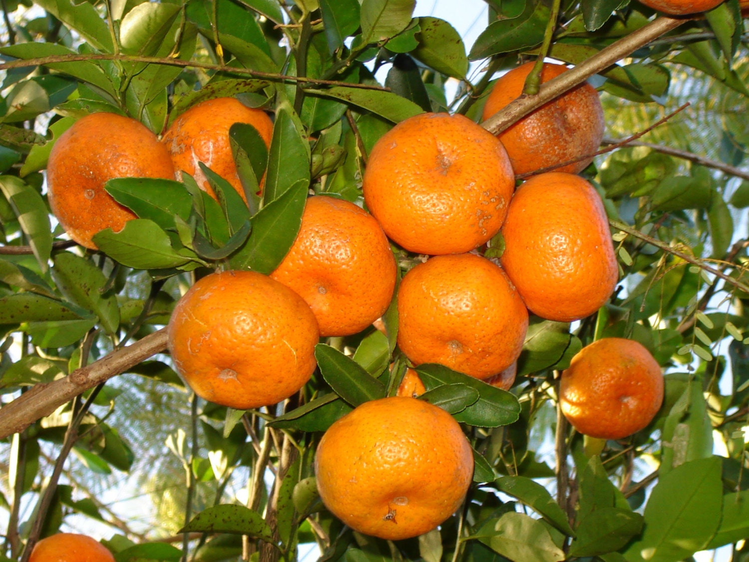 dancy tangerine seeds