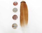 Impression Jasper Bead Round Flat  Bead Impression Jasper  Aqua Terra Jasper Necklace Bracelet Jewelry Supply  # 224