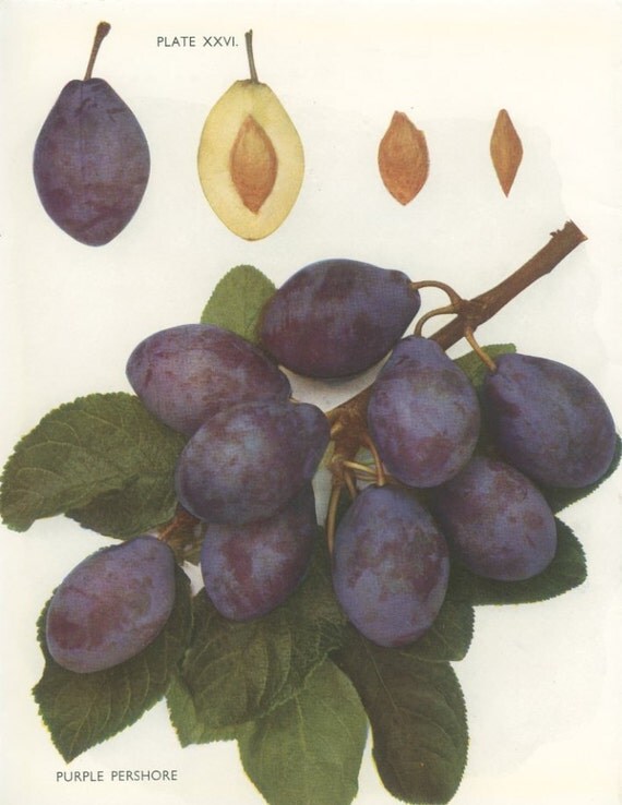 Vintage Plum Print Purple Pershore Botanical 8 x 10 Photo