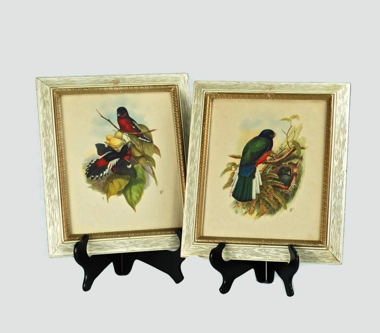 Vintage Pair of John Gould Framed Bird Prints