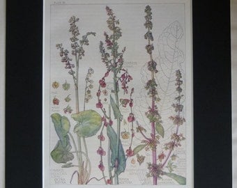 1910 Edwardian Botanical Print of Pink Wildflowers by H Isabel Adams Beautiful floral art, antique wildflower decor - Pretty Delicate Gift