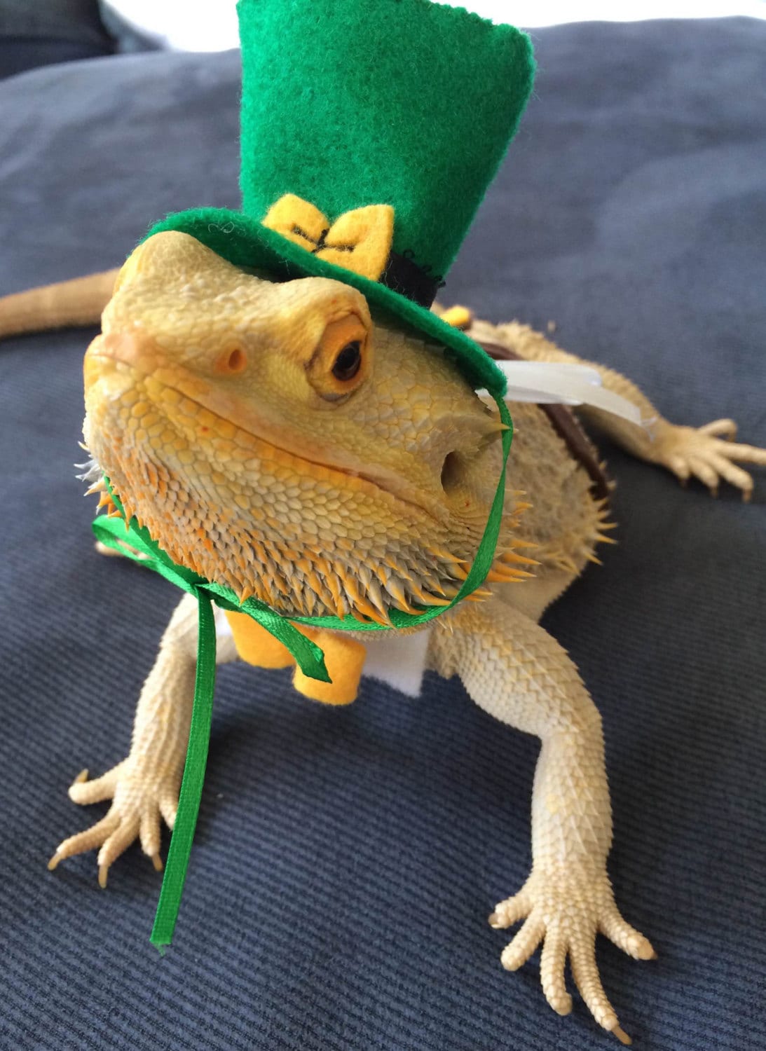 Patrick Day Leprechaun Outfit Bearded Dragons Patrick Day Leprechaun Outfit Bearded Dragons