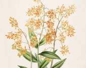 140 -Print with frame, James Bateman, Art, Art print, Cottage decor,  Shabby chic,  Cottage paintings, Print for cottage,  Orange flower