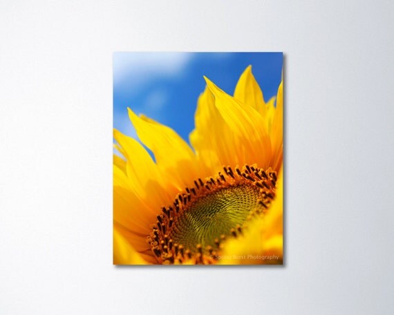 Sunflower canvas art nature photography floral art by SpringBurst