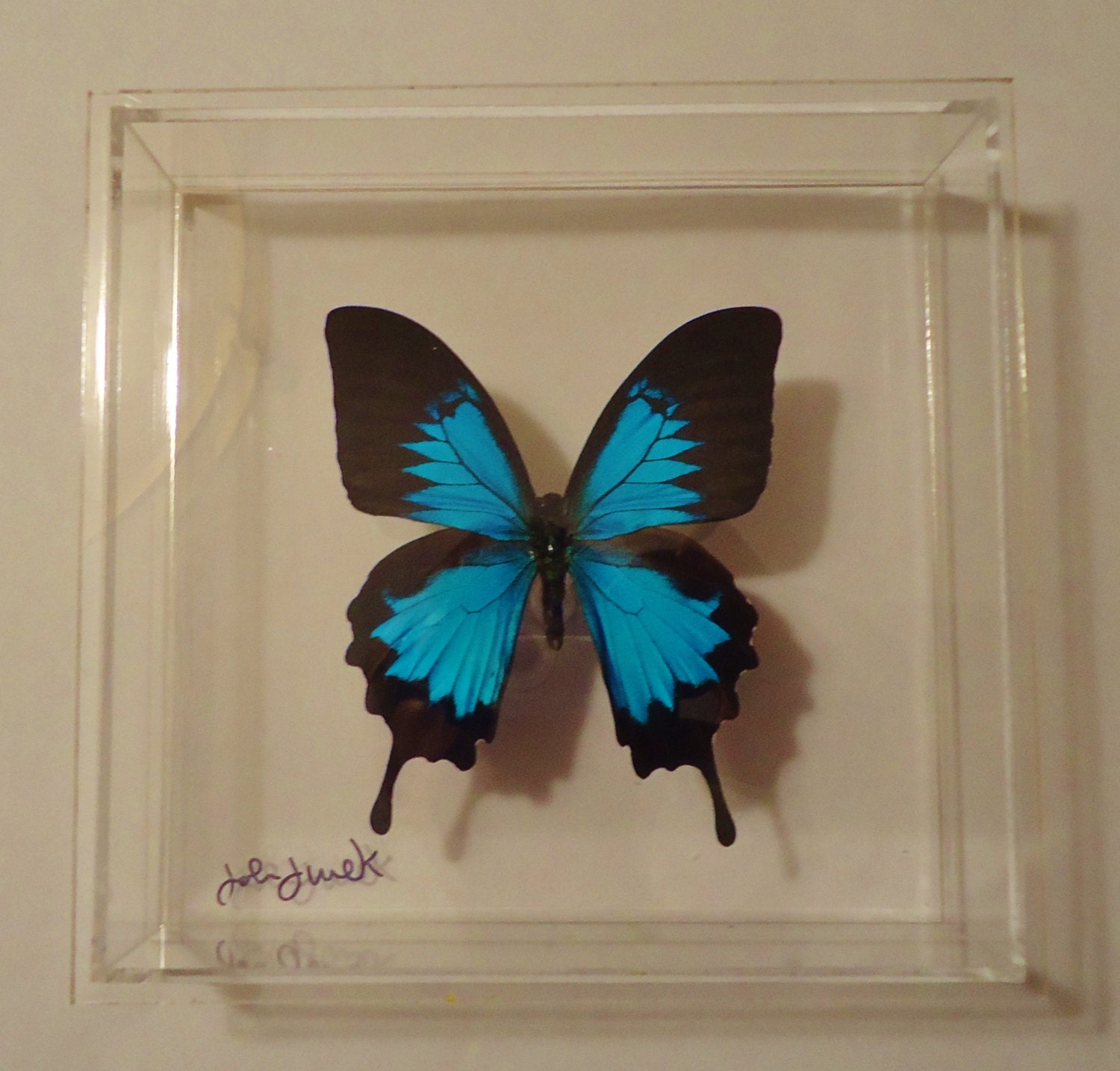 Real butterflies mounted in an acrylic display framed